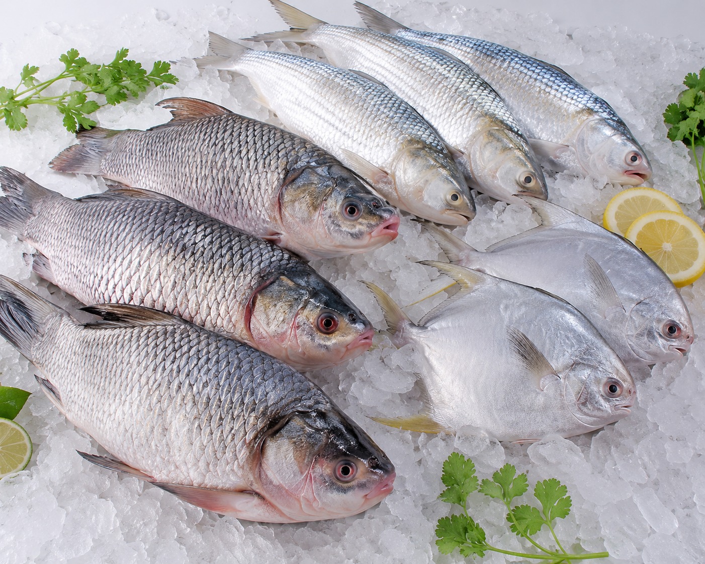 Frozen Fish
